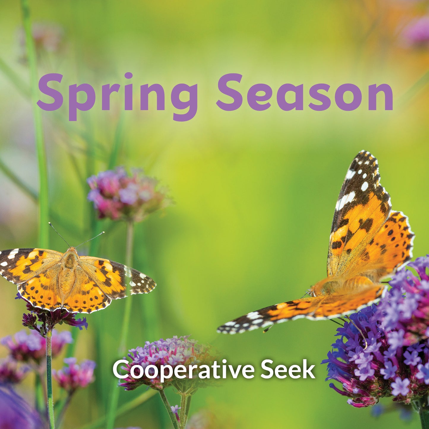 Entire Cooperative Seek Seasonal Collection