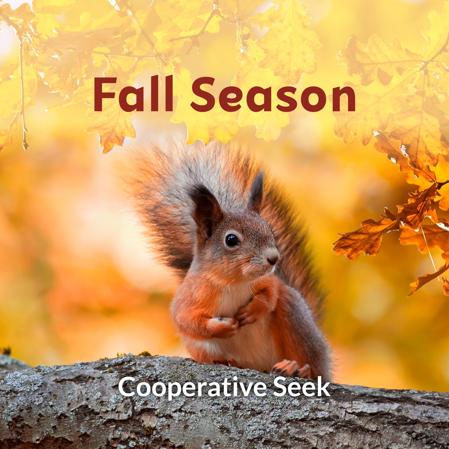Entire Cooperative Seek Seasonal Collection